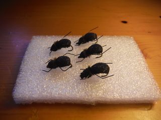 ESCARABAJOS PARA PESCA CON MOSCA