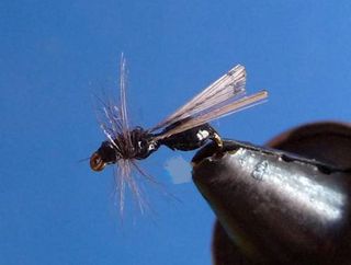 HORMIGAS PARA PESCA CON MOSCA