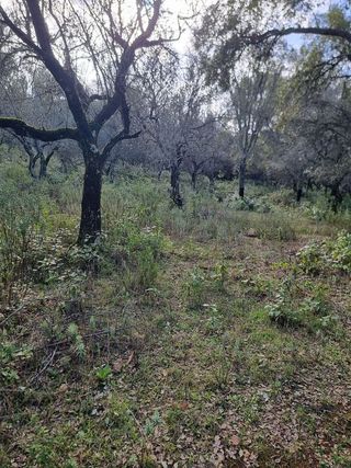 Terreno en venta en Aracena