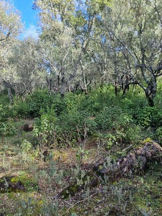 Terreno en venta en Aracena