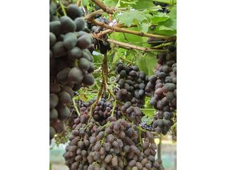 Terreno en venta en Totana