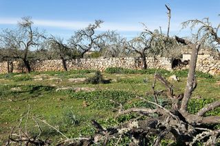 Solar en venta en Santa Margalida en Santa Margalida
