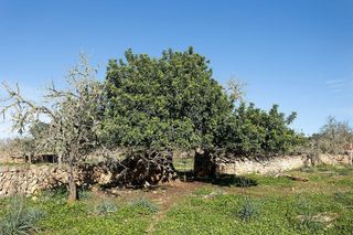 Solar en venta en Santa Margalida en Santa Margalida