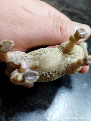 Figura de carnero Schleich