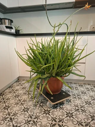 Maceta Aloe Vera Frondosa