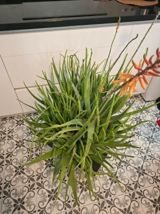 Maceta Aloe Vera Frondosa