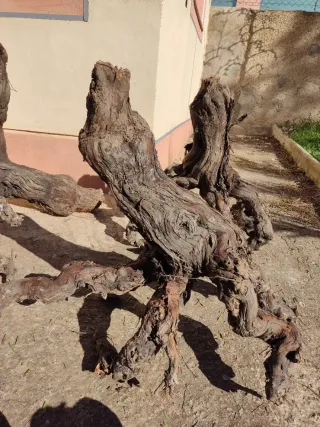 Madera de vid para acuario o decoración