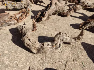 Madera de vid para acuario o decoración