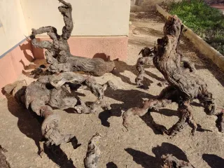 Madera de vid para acuario o decoración