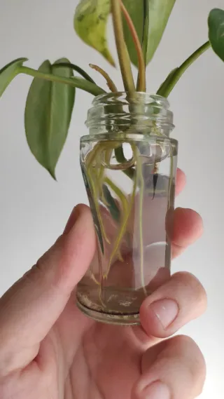 Philodendron Ilsemanii