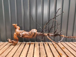 OFERTA! XL Raíz/tronco Decoración acuario/terrario