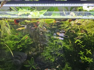 Musgo de Java y Musgo colgante (Vesicularia ferrie