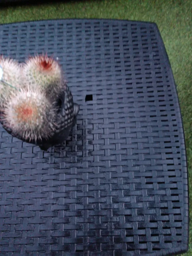 Conjunto de muebles de jardín