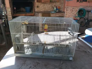 Jaula para pájaros grande de cria de 40 cm.