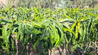 Esquejes de Pitahaya