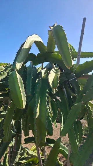 Esquejes de Pitahaya