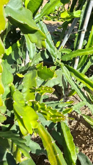 Esquejes de Pitahaya