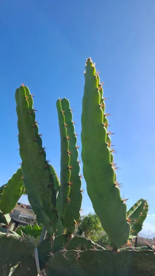 Esquejes de Pitahaya