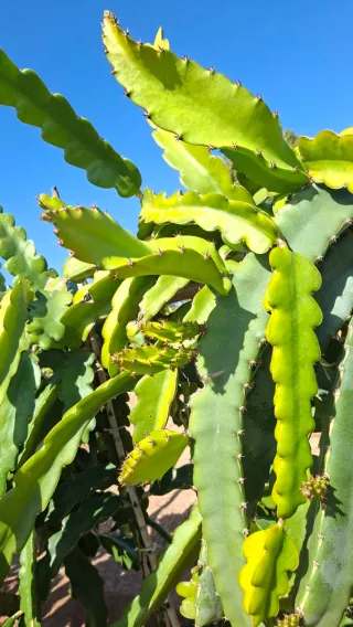 Esquejes de Pitahaya