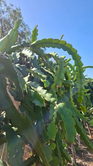 Esquejes de Pitahaya
