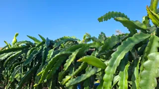 Esquejes de Pitahaya