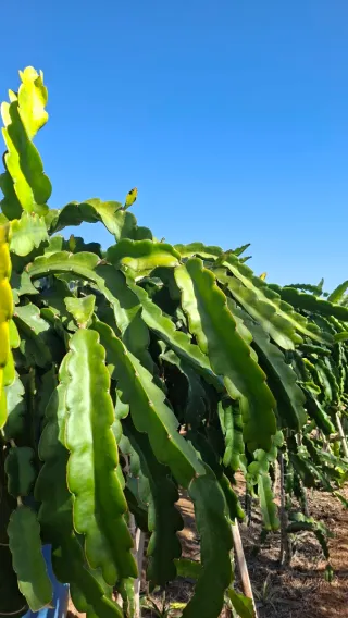 Esquejes de Pitahaya
