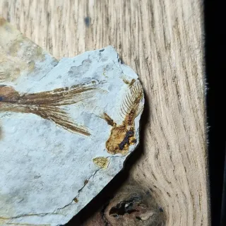 FOSIL DE PEZ EN PIEDRA