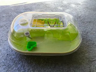 Terrario Tortuga Transparente y Verde