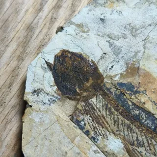 FOSIL DE PEZ EN PIEDRA