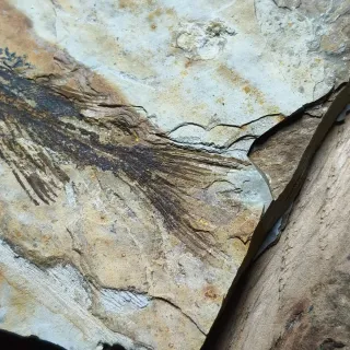 FOSIL DE PEZ EN PIEDRA