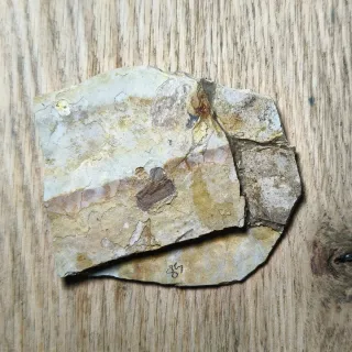 FOSIL DE PEZ EN PIEDRA