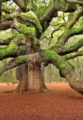 Arbol de Vida. Cuadro/Lienzo (sin bastidor)