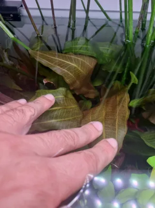 Echinodorus Ozelot Red XXL