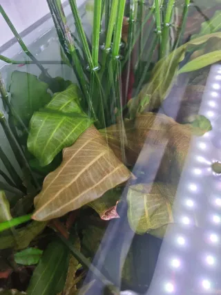 Echinodorus Ozelot Red XXL