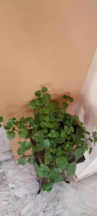 Planta del dinero en maceta terracota