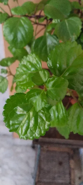 Planta del dinero en maceta terracota