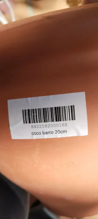 Planta del dinero en maceta terracota