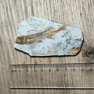 FOSIL DE PEZ EN PIEDRA