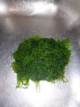 Piedra con musgo para acuario