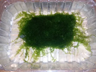 Piedra acuario con musgo