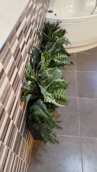 Plantas, palmeras. Etc