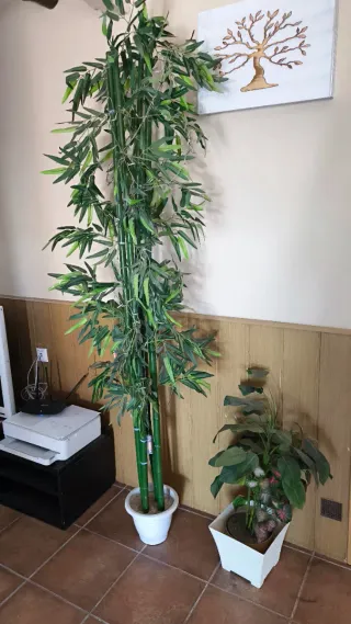 Plantas, palmeras. Etc