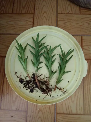 4 Aloes juvenna para Gabriel