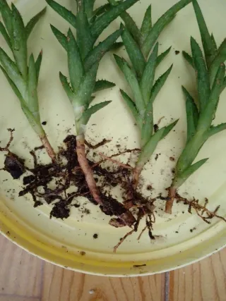 4 Aloes juvenna para Gabriel