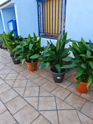 Vaso per patio o giardino