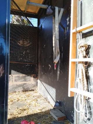 Nissan Eco T 1995 camión caballos/ ganadero