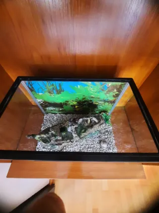 Acuario para peces de agua caliente