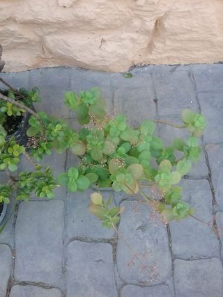 Lote plantas crasas variadas 9 variedades