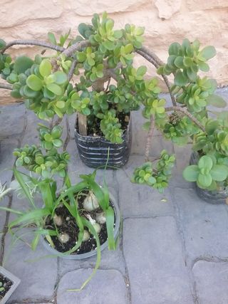 Lote plantas crasas variadas 9 variedades