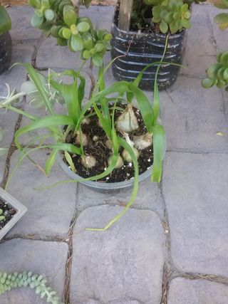 Lote plantas crasas variadas 9 variedades